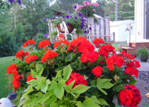 wintering-geraniums